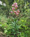 Lilium martagon